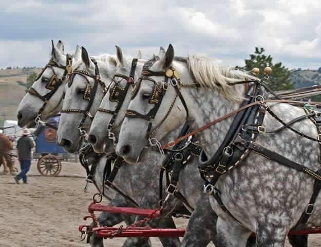 Percheron Horses